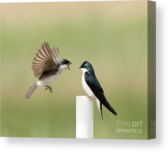 Bird Canvas Print featuring the photograph Tree Swallow #1 by Dennis Hammer