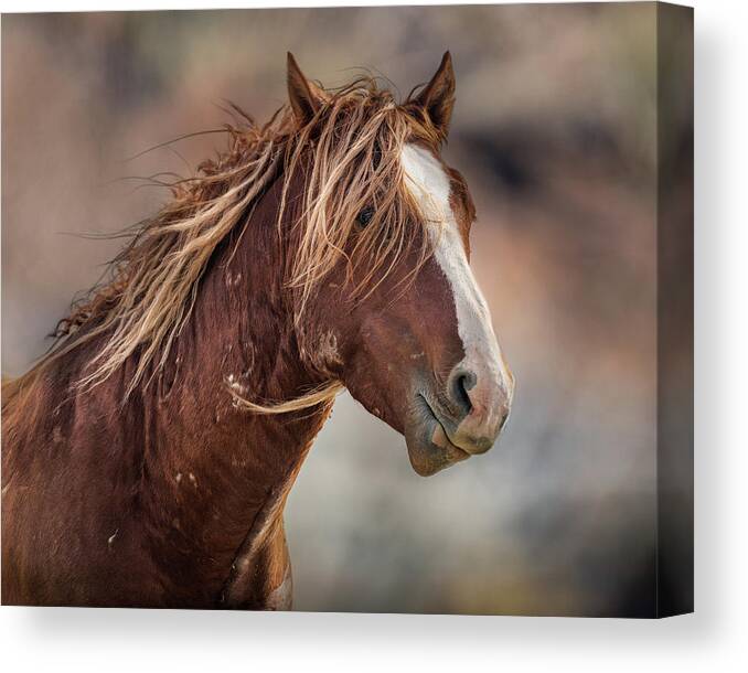 Wild Horses Canvas Print featuring the photograph Wilder #1 by Mary Hone
