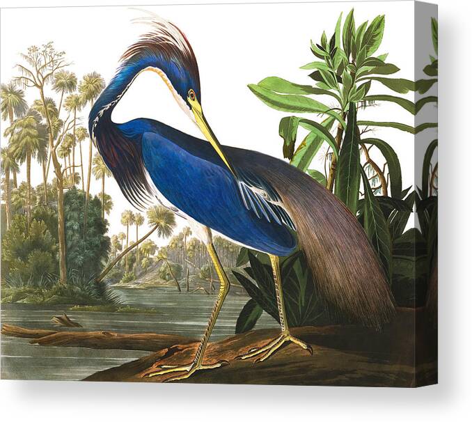 Louisiana Heron Canvas Print