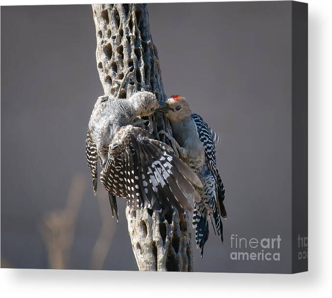 Woodpecker Canvas Print featuring the photograph 1st Kiss or is it 1st Peck by Lisa Manifold