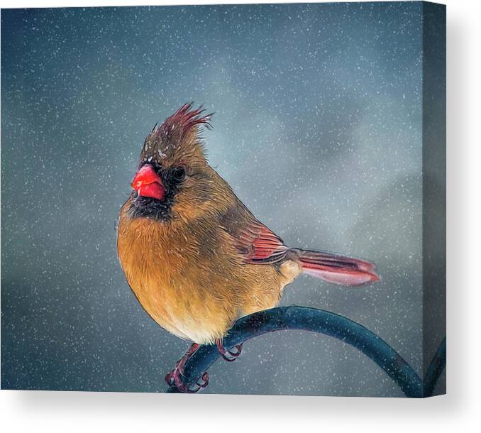 Bird Canvas Print featuring the photograph Winter Cardinal by Cathy Kovarik