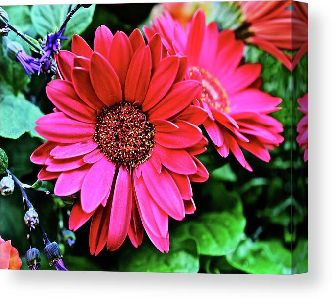 Daisy Canvas Print featuring the photograph 2020 Red Gerber Daisy 2 by Janis Senungetuk