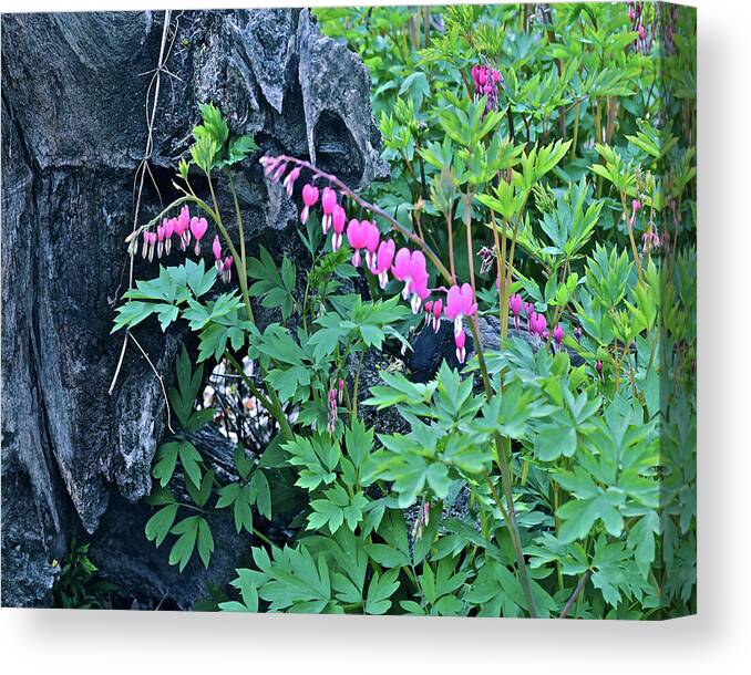 Spring Flowers Canvas Print featuring the photograph 2021Late April Bleeding Hearts 1 by Janis Senungetuk