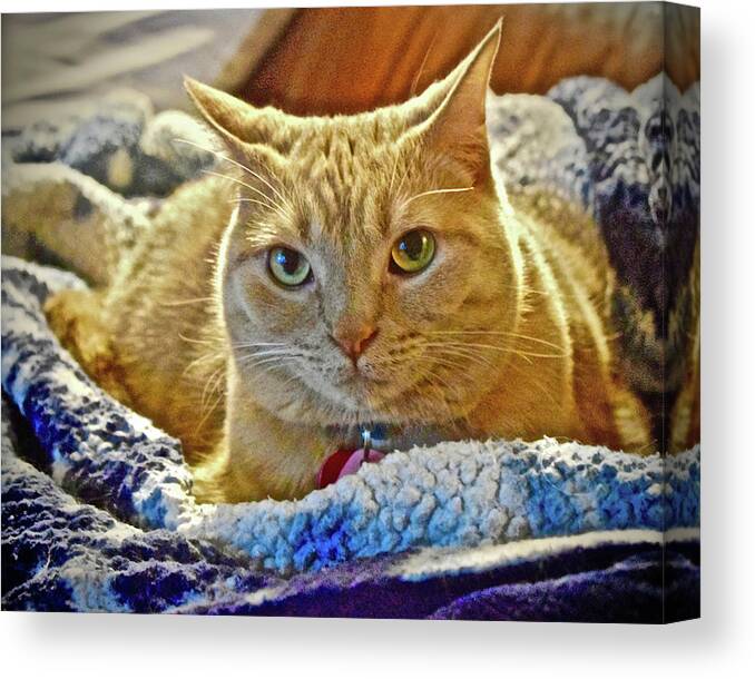 Cat Canvas Print featuring the photograph 2022 Sunny Cat at Six by Janis Senungetuk