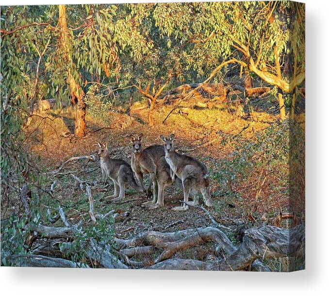 Australia Canvas Print featuring the photograph 3 Kangaroos, Canberra, Austrlalia by Steven Ralser