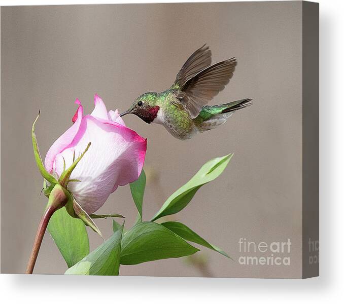 Bird Canvas Print featuring the photograph Broad-tailed Hummingbird #6 by Dennis Hammer