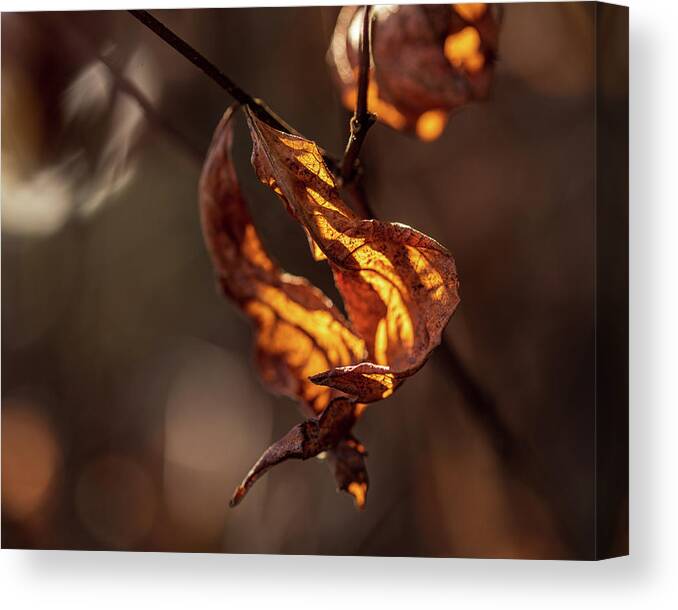 Landscape Canvas Print featuring the photograph Nature Photography - Fall Leaves by Amelia Pearn