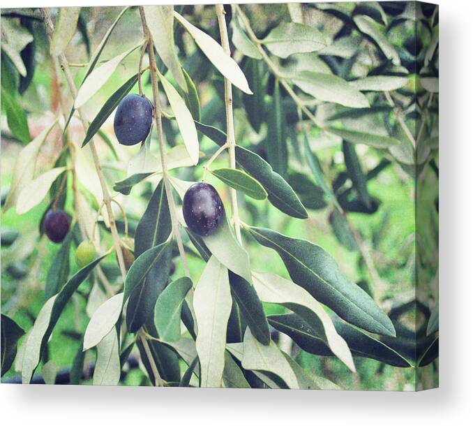 Olives Canvas Print featuring the photograph A Few Olives by Lupen Grainne