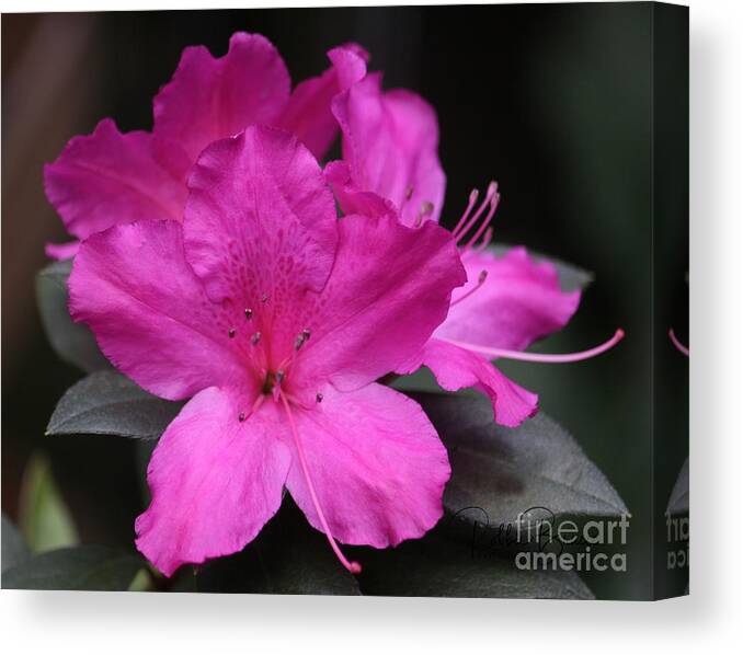 Fuschia Canvas Print featuring the photograph A Fuschia Azalea Bursts Forth In The Spring by Philip And Robbie Bracco