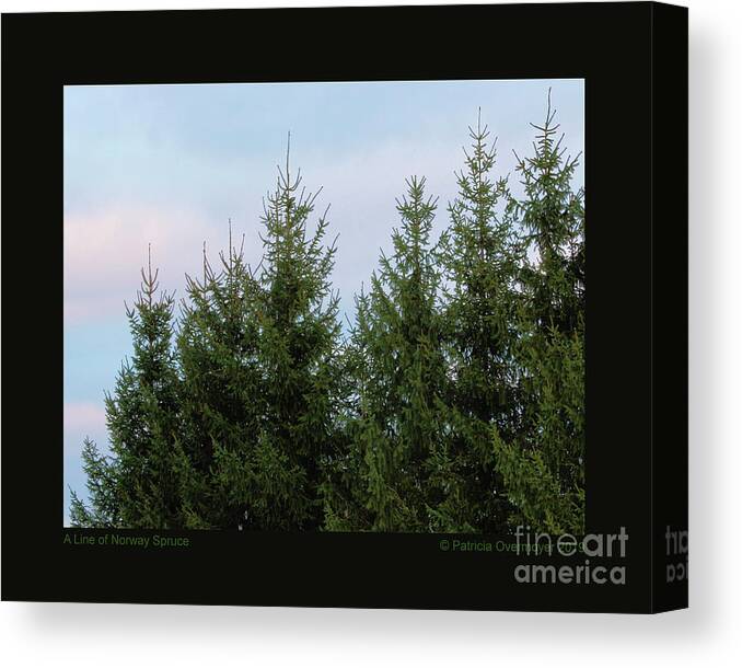 Tree Canvas Print featuring the photograph A Line of Norway Spruce by Patricia Overmoyer