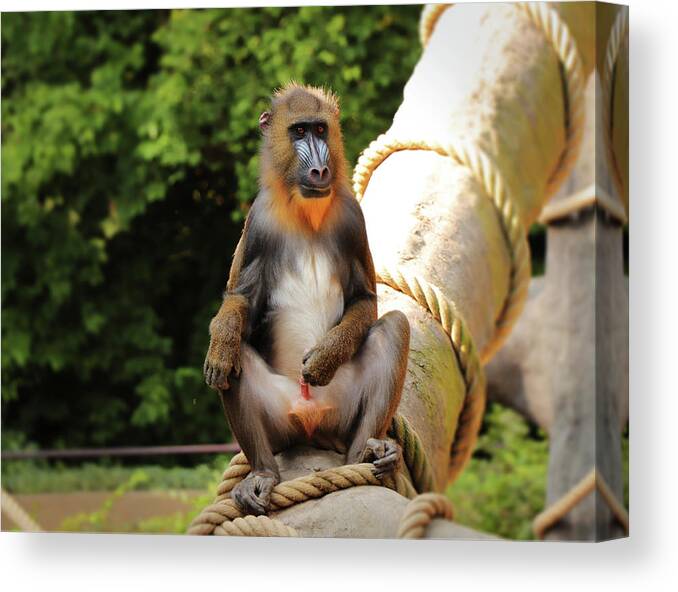 Mandrill Canvas Print featuring the photograph Mandrillus sphinx sitting on the trunk by Vaclav Sonnek