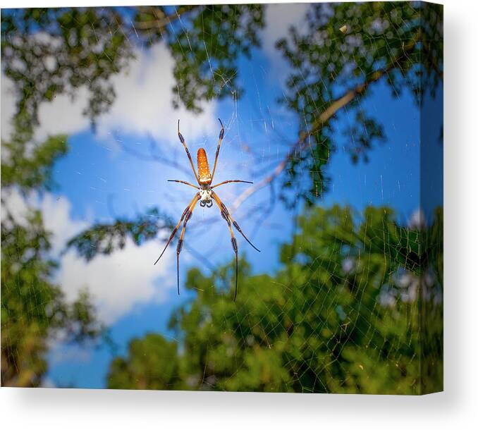 Spider Canvas Print featuring the photograph A Spider in the Jungle by Mark Andrew Thomas