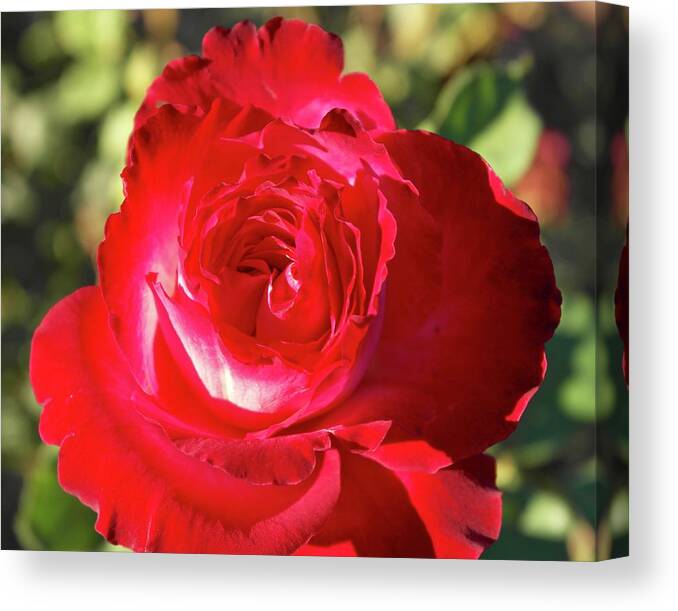 Rose Canvas Print featuring the photograph Afternoon Red Rose by Michele Myers