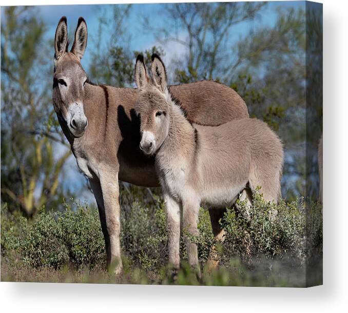 Wild Burros Canvas Print featuring the photograph Always watching by Mary Hone