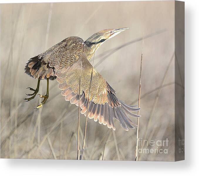 Bird Canvas Print featuring the photograph American Bittern on the Wing by Dennis Hammer