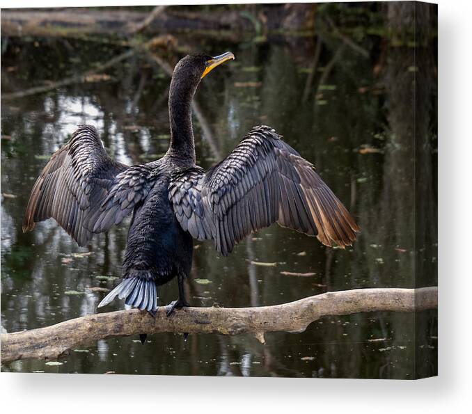 Anhinga Canvas Print featuring the photograph Anhinga Perched on a Branch at Circle B Bar Reserve in Polk County, Florida by L Bosco