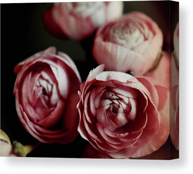 Pink Flowers Canvas Print featuring the photograph Antique Pink by Lupen Grainne
