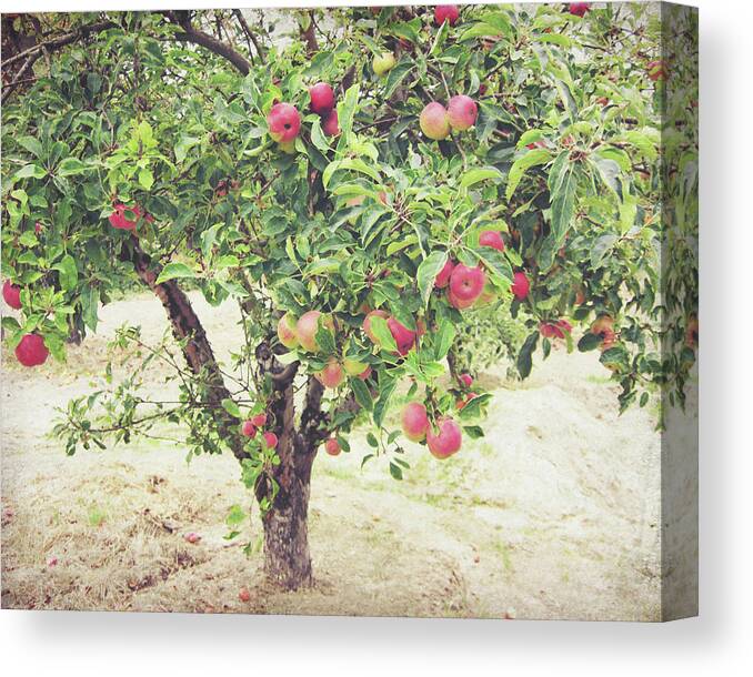 Apple Tree Canvas Print featuring the photograph Apple Tree by Lupen Grainne