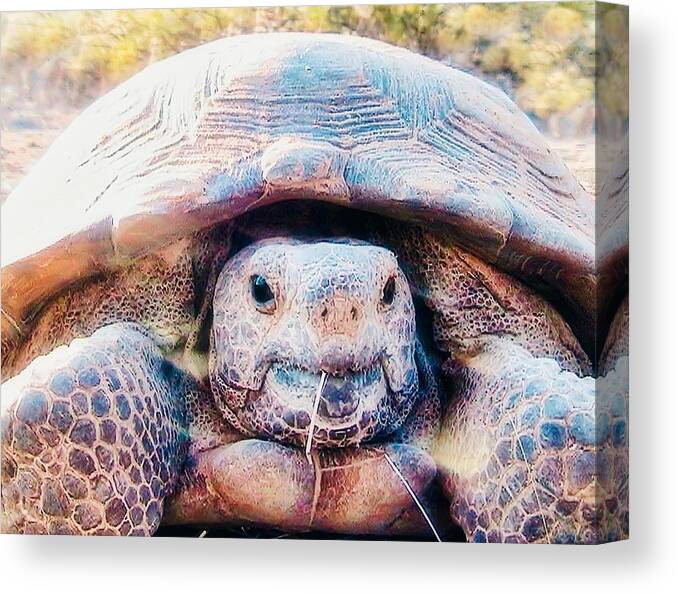 Funny Face Canvas Print featuring the photograph Aren't I Gorgeous? by Judy Kennedy