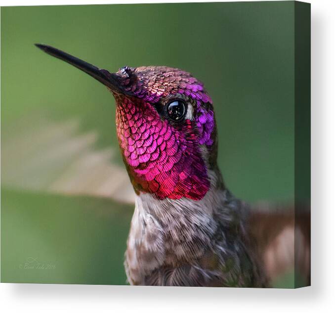 Close Up Canvas Print featuring the photograph Armored Jewel by Brian Tada