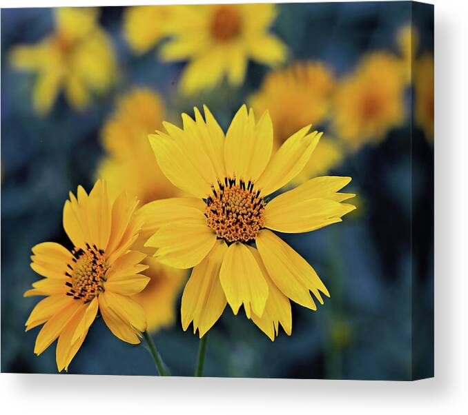 Arnica Canvas Print featuring the photograph Arnica Flowers by Bob Falcone
