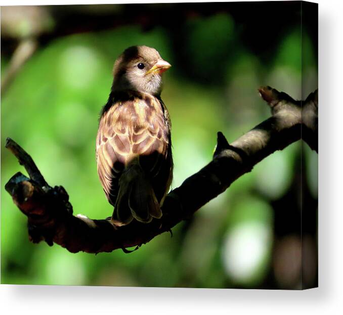 Birds Canvas Print featuring the photograph Baby House Sparrow in the Shadows by Linda Stern