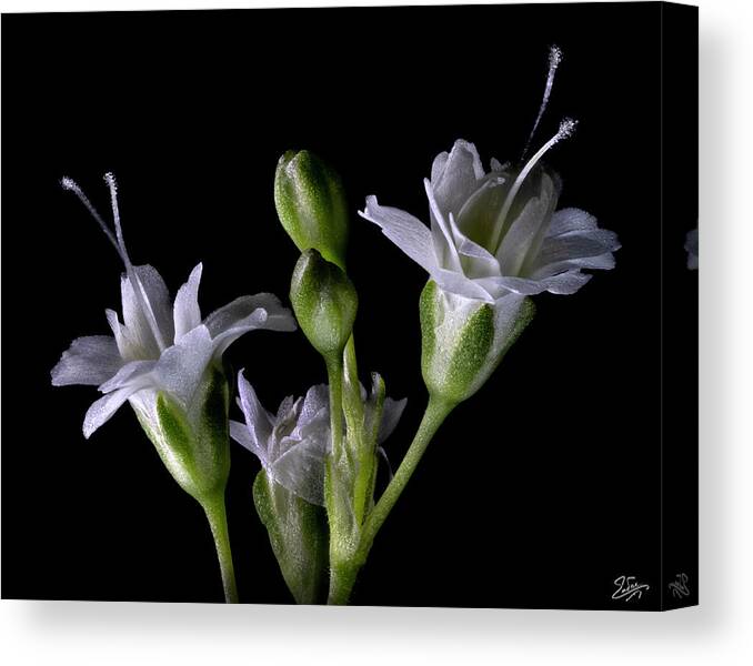 Baby's Breath Canvas Print featuring the photograph Baby's Breath Flowers 1 by Endre Balogh