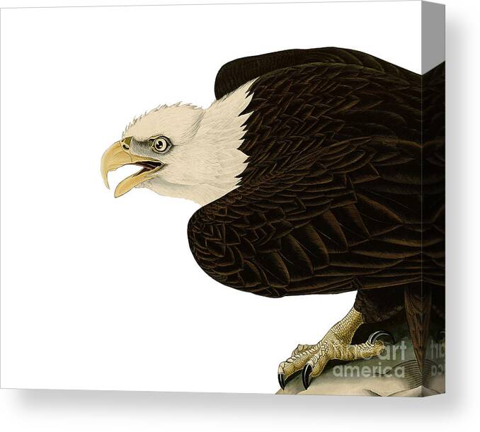 Bald Eagle Canvas Print featuring the drawing Bald eagle bird of prey by Madame Memento