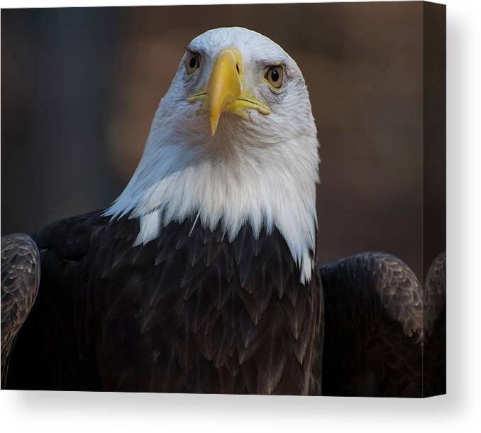 Bald Eagle Canvas Print featuring the photograph Bald eagle looking right by Flees Photos