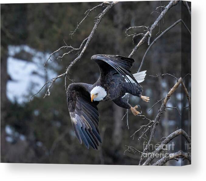 Bald Eagle Canvas Print featuring the photograph Bald Eagles with Folded Wings by Steven Krull