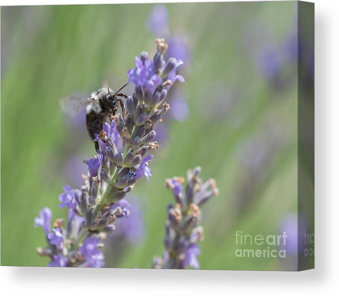 Bee Canvas Print featuring the photograph Bee on Lavender by Lorraine Cosgrove