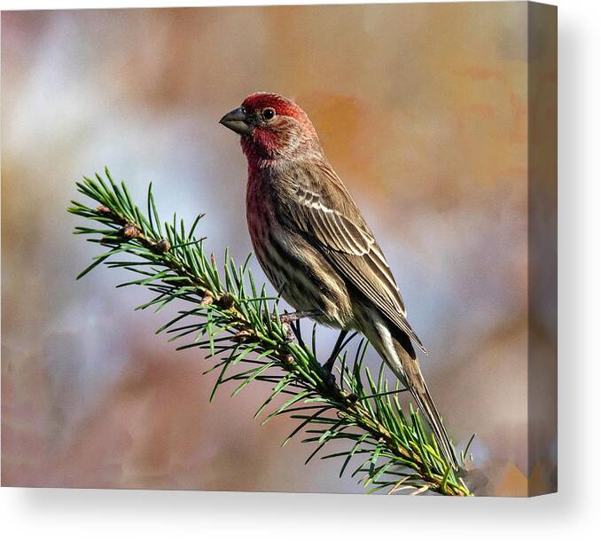 Songbird Canvas Print featuring the photograph Bird On A Branch by Cathy Kovarik