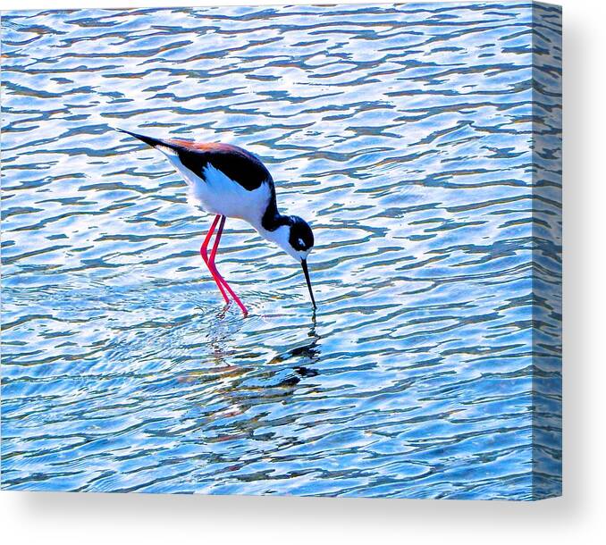 Bird Canvas Print featuring the photograph Bird Stilt by Andrew Lawrence