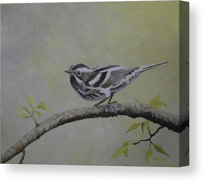 Bird Canvas Print featuring the painting Black and White Warbler by Charles Owens