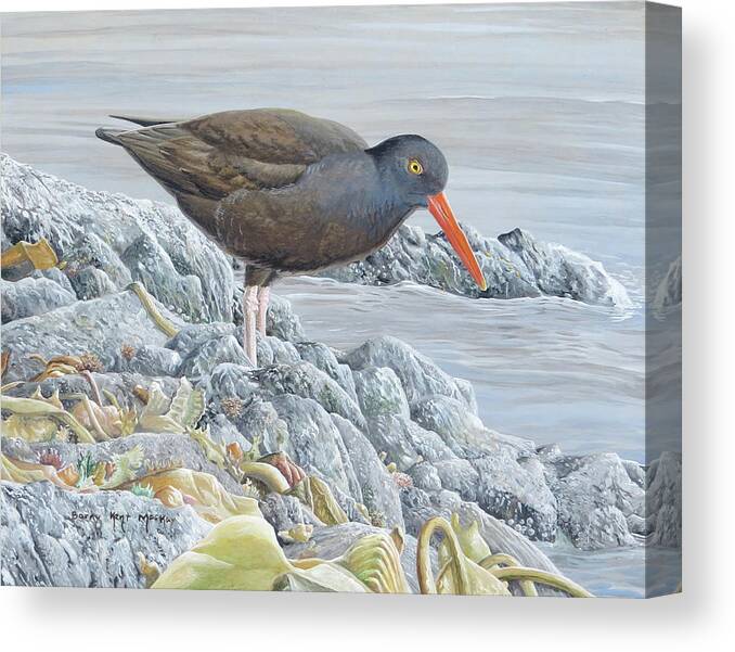 Black Oystercatcher Canvas Print featuring the painting Black Oystercatcher by Barry Kent MacKay