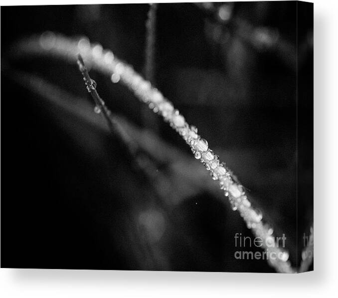 Macro Canvas Print featuring the photograph Blade by Alana Ranney