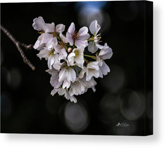Bokeh Canvas Print featuring the photograph Blooms and Bokeh by Pam DeCamp