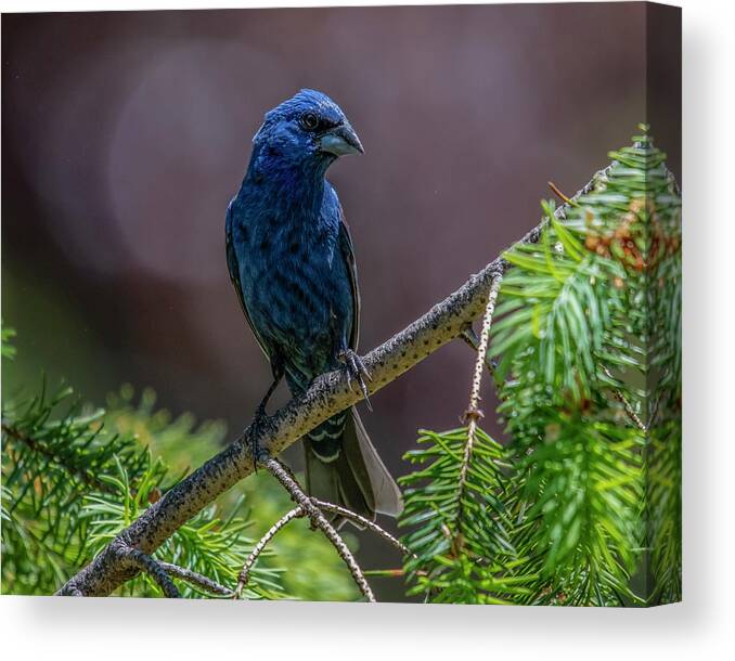 Bird Canvas Print featuring the photograph Blue Grosbeak by Cathy Kovarik