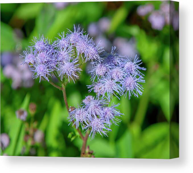 Aster Family Canvas Print featuring the photograph Blue Mistflower DFL1215 by Gerry Gantt