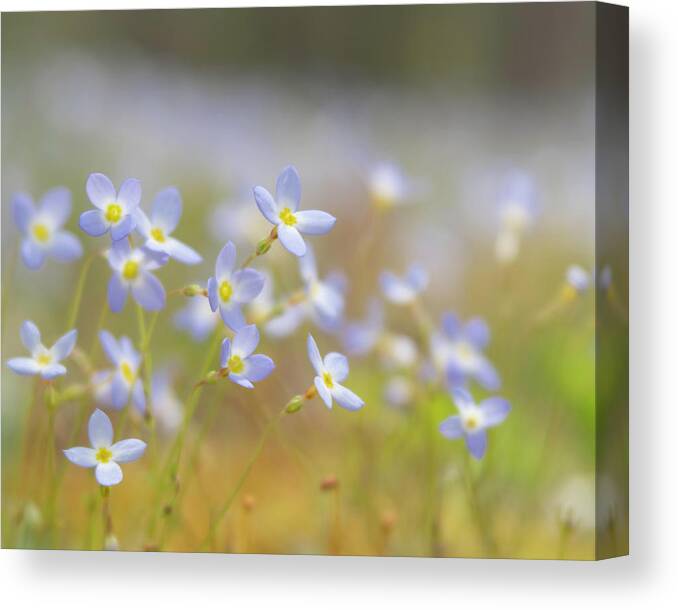 Bluets Canvas Print featuring the photograph Bluets by Forest Floor Photography