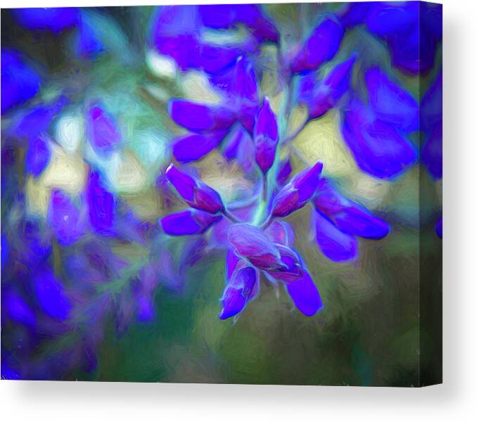 Wisteria Canvas Print featuring the photograph Wisteria Buds Dressed in Bold Colors by Lindsay Thomson