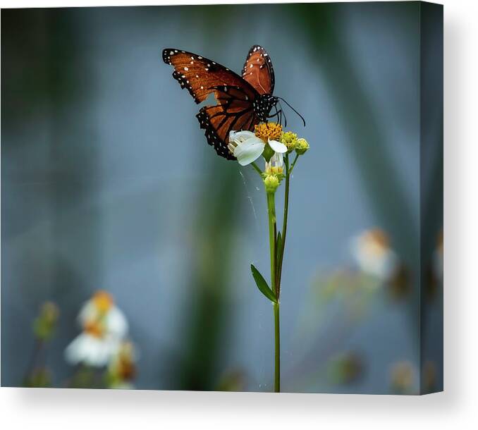 Monarch Canvas Print featuring the photograph Broken Wing of a Monarch by Kevin Senter
