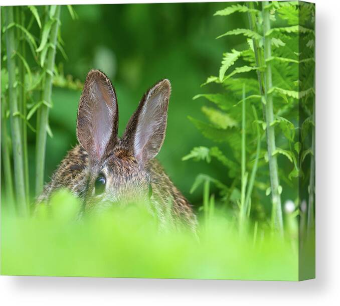 Rabbit Canvas Print featuring the photograph Bunny Ears by Flinn Hackett