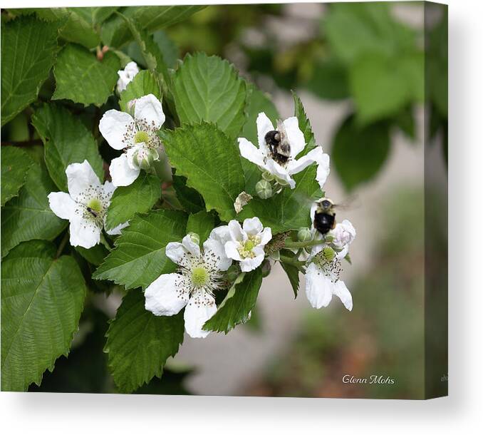 Flowers Canvas Print featuring the photograph Busy Bees by GLENN Mohs