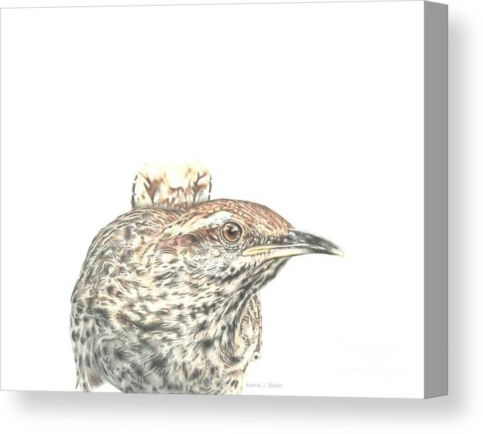Cactus Wren Canvas Print featuring the drawing Cactus Wren by Karrie J Butler