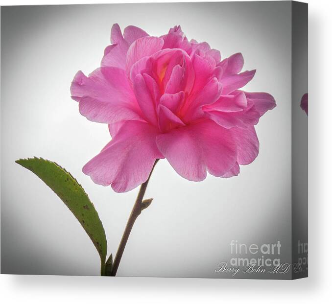 Flower Canvas Print featuring the photograph Camellia 3 by Barry Bohn