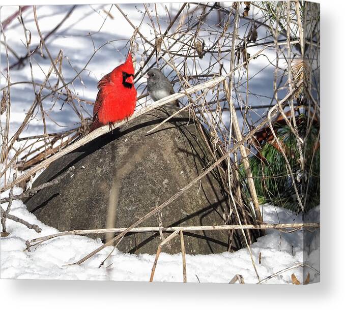 Birds Canvas Print featuring the photograph Cardinal and Dark-eyed Junco by Scott Olsen