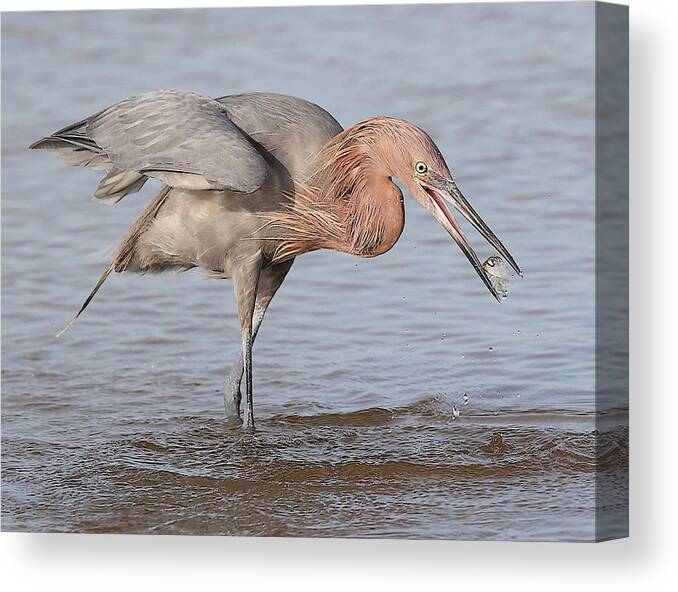 Reddish Egret Canvas Print featuring the photograph Catch is not Secured Yet by Mingming Jiang