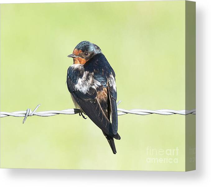 Bird Canvas Print featuring the photograph Cave Swallow by Dennis Hammer