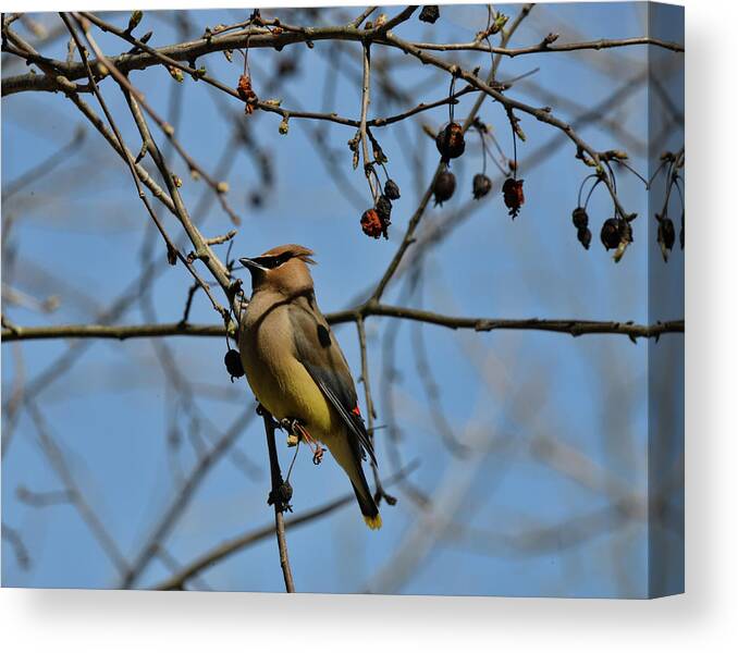  Canvas Print featuring the photograph Cedar Waxwing 2 by David Armstrong